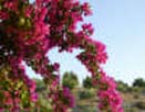 B&B CARRUBO COUNTRY di (Sciacca)