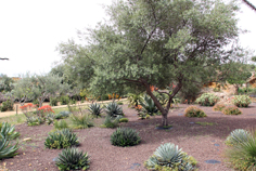 Una parte della collezione di piante succulente del Giardino Botanico