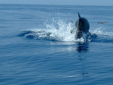 Delfino che salta nel mare