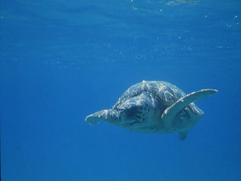 Tartaruga che nuota nel mare azzurro