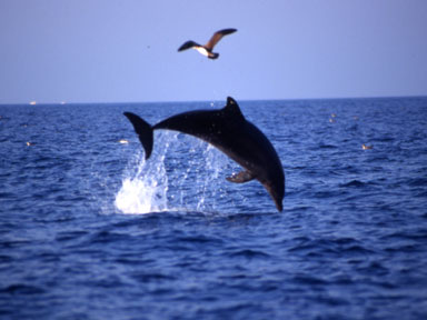 Delfino che salta tra i gabbiani