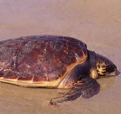 Riserva naturale di "Linosa e Lampione"