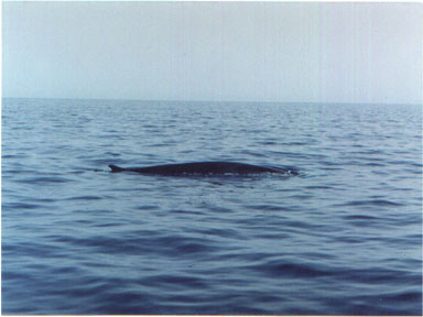 Balenotteri