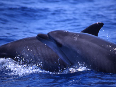 Due delfino che giocano