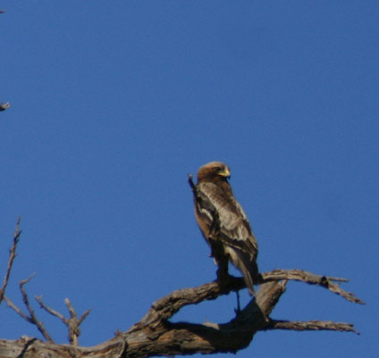 Aquila scura Riserva naturale "Monte Cammarata"