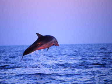 Delfino che salta 
