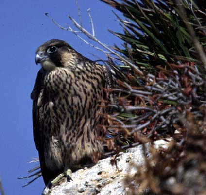 Pellegrino Riserva naturale "Monte Cammarata"
