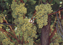 Produzione di uva Italia