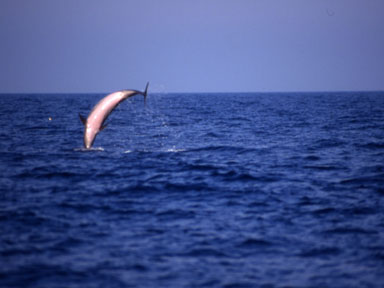 Delfino che salta