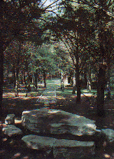 Area attrezzata - Bosco Buonanotte