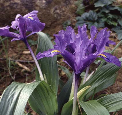 Riserva naturale "Foce del fiume Platani"