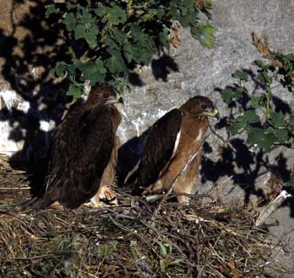 Riserva naturale "Monte San Calogero"