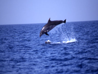 Delfino che salta