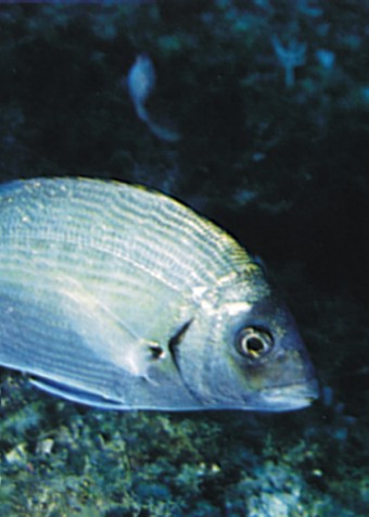 fotografia di un pesce con sfondo di flora marina