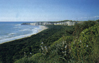 La spiaggia con pineta