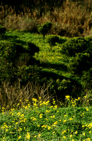 Agrigento  Kolymbetra - Giardino vegetazione autoctona