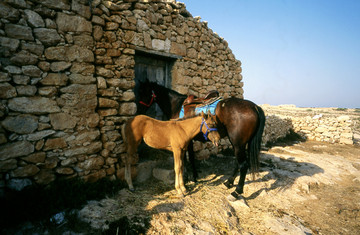 Lampedusa  Dammuso con Cavalli