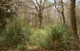 Area Attrezzata Piana Comune