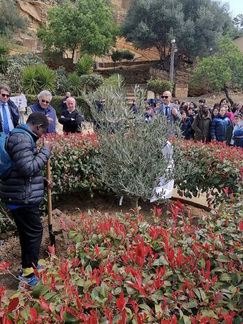Piantumazione di un albero di Ulivo