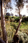 Agrigento  Kolymbetra - Giardino