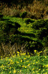 Agrigento  Kolymbetra - Giardino vegetazione autoctona